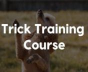 Looking for your pup to be the star of the show? Teach them 20 tricks with our awesome Trick Training Course!nnLearn more here: pupford.com/trick-training