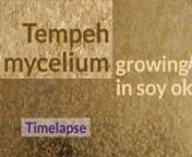 The mould Rhizopus oligosporus gently colonises soybean pulp, also known as soy okara, and finally creates black spores. The growth happens at 25°C (77°F), in 32 hours condensed in 32 seconds.nnDo you want to grow your own okara tempeh? It is a great way to recycle your soy okara into delicious fermented food! n- Read our blog article https://www.elegantexperiments.net/en/post/how-to-make-okara-tempeh/n- Read our free ebook for detailed instructions and troubleshooting https://www.smashwords.c