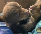 Black Bear Cub Orphans.nMisha and Sasha, April 2020.nCubs will be returned to wild summer 2021.nwww.bearwithus.orgnPhotography - Ella and Mike McIntoshn© Bear With Us Inc.