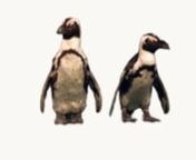 Two African penguins walking up together and looking around.