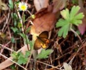The Brown or Common Ringlet is a butterfly endemic to the east coast of Australia from North Qld to far eastern Victoria. It is found in coastal woodland and forest and in nearby ranges.