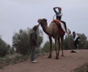Camel Tow from camel tow