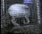 Extremely Graphic: Video of cats and dogs raised for fur, seal slaughter, fur farms, anal electrocution, and happy video of seals and foxes.