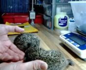 (This video continues on the documenting of a rescued litter of originally 3, 1 week old hoglets - Part 8)nnThis is an additional update on these two hoglets here at Willows Hedgehog Rescue.nThey have now reached the stage of having of full set of rather sharp little gnashers and are no longer being hand fed. They still have a blend with some replacement milk included but it is a thicker mix of high nutrient food and puppy food blended and they now feed for themselves in their pen.nnAt this stag
