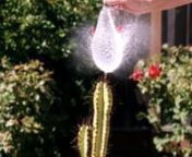 700 frames/sec high speed video of a water balloon popped by a cactus. Taken with an edgertronic™ high speed video camera, video is 23.33X slower than real time.nnMore info at edgertronic.com