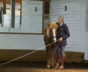 In 2011, Manolo Mendez worked with his first Icelandic horse Blessi (Veigar frá Búðardal) in both classical in-hand exercises and body work.Blessi, a 15-year old gelding, was brought to the clinic so Manolo could point out some ways to improve Blessi&#39;s canter--which tends to be more 4-beat than 3-beat.Manolo was to do an in-hand session in the morning and ride Blessi in the afternoon.Such was the plan.nnBlessi had not been on trail ride for a month so the day before the clinic he took a