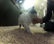 I found this kitten hiding in my chicken coop a week ago, emaciated, terrified, wet and disease-ridden. After a visit to the Vet and a week of food and love, this is how she looks today. nShot with a Go Pro Hero HD2 helmet camera.