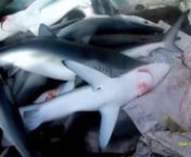 For Educational Purposes.nI made this video to share the brutal reality of what is happening to our global shark populations. While the shark conservation movement is focused on shark finning, the reality of what sharks are facing is much bigger than that. Sharks have become a major food source in many third world countries. Their oil, skins and cartilage are sold to pharmaceutical, fashion and cosmetic companies globally. Teeth and jaws are sold in tourist shops around the world. Fins sold off