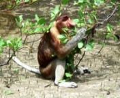 FACEBOOK De Neusaap: nhttps://www.facebook.com/groups/18553649104/nVideoproducer Jan van der Meer visited in 2006 the Big Nose Monkeys in Malaysia Borneo province SARAWAK and SABAH. As many other animal species this PROBOSCIS MONKEY is on the endangered list of nearly extinct animals. In the same woods lives also the rare Pygmy Elephant! But Jan went for the last remaining and very rare and shy Proboscis Monkey after watching some footage on National Geographic. People living there call him th