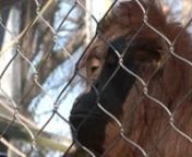 Come meet Kutai at the Cameron Park Zoo!