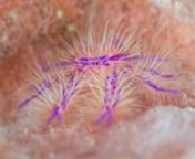 Hairy Squat Lobster (Lauriea siagiani) is beautiful small crustacean live on barrel sponge. nFilmed at Tulamben in Bali, Indonesia.nShot on GH4 in 4K, Olympus 60mm lens in Nauticam underwater housing.nVideo &amp; Edit by Eunjae Im :http://ejlabs.netnMusic licensed through http://goej.co/audiojungle