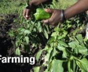 This clip offers an insight into the challenges of farming in the area around Island School. It&#39;s the main economic activity of the local community.