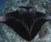 Location: nThis video was shot by Berkley White on a Backscatter group trip to the Maldives. This shortcut excludes the larger manta gatherings and emphasizes the longer clips of slow-motion manta flight around cleaning stations. Unlike much of the world&#39;s oceans, Maldivians have strict laws that protect mantas. Please join us in supporting manta protection worldwide!nnTech Notes: nAll clips were shot using a Canon 1Dx camera and prototype Nauticam underwater housing. All images are unmodified c