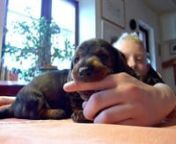 Biting sweet little puppy at Kennel Engstorp, Sweden. Music by Ehma, http://www.jamendo.com