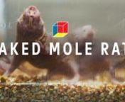Naked mole rats look like walking steamed spring rolls (with tails). But, beneath their translucent skin, they have a 35 million year old superpower: they are super carbon dioxide breathers (trust us, they’re joining the Avengers). And it’s not like they simply tolerate CO2—the way you might suffer through the exhaust pouring from a tailpipe. They need it. And, they need a lot of it. Imagine an eight-by-eight elevator packed with 1,100 people—that’s the level of CO2 a nest full of mole