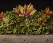 1.5 KG Salat werden in 7 Tagen durch unsere Kompostwürmer in Dünger geruchslos umgewandelt.