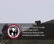 Grizzly bears are more aggressive than black bears, and more likely to rely on their size and aggressiveness to protect themselves and their cubs from predators and other perceived threats.nnIf interested in this footage, please reach out to info@grizzlycreekfilms.comnPlease refer to reel GCF-G-36-HD