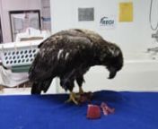 August 26th update on 2.5 yr old Bald Eagle #659 Admitted to Raptor Education Group, Inc. with Pesticide PoisoningnnIt is hard to believe that this video, is the same eagle ( #659) admitted a few days ago, 8-23-18, with poisoning from a neurotoxin, typical of an organophosphate pesticide and used in the area where the eagle was found. The video taken on his admission is on this page on that date. nThe eagle continues to have some nurological symptoms such as confusion,(hallucinations) mild seizu