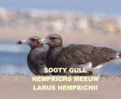 The sooty gull (Ichthyaetus hemprichii) is a species of gull in the family Laridae, also known as the Aden gull or Hemprich&#39;s gull. It is found in Bahrain, Djibouti, Egypt, Eritrea, India, Iran, Israel, Jordan, Kenya, Lebanon, Maldives, Mozambique, Oman, Pakistan, Qatar, Saudi Arabia, Somalia, Sri Lanka, Sudan, Tanzania, United Arab Emirates, and Yemen. As is the case with many gulls, it has traditionally been placed in the genus Larus. The sooty gull is named in honour of the German naturalist