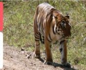 Een safari in het Kanha National Park (Tijgerreservaat) in India. Een nationaal park met een enorm rijke dierenwereld. Ontmoetingen met buffels, wilde zwijnen, pythons, diverse apensoorten, antilopen, wilde honden, barasingha&#39;s (zeldzame hertensoort) en ook een tijger. Een unieke belevenis!