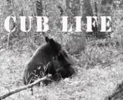 Yearling black bear cubs spend springtime with mom and siblings…until the big breakup happens. What’s the story with family breakups? Why and when does it happen? What do yearlings and moms do afterwards? Do yearling bears announce their presence via bear rubs or do they hide out? This film investigates these questions, examining these important life history moments in the lives of 11 yearling bears we’ve documented since 2012.nnMarch 2018nFilmed and edited by Kylie Paul and Alan Ramseyn