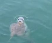 Una foca gris nadando por la bahía y ¡con una raya en la boca! from nadando