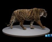 Fur R&amp;D using Shave and Haircut in Maya. After many iterations, this kinda-final version&#39;s ported to Maya 2017, rendered with Arnold. Textures and initial fur groom done in Zbrush.nnMany thanks to Chian Wei for the awesome tiger model, rig and animation. :DnnChian Wei: https://www.facebook.com/cwyong/media_set?set=a.394407908018.171251.542858018&amp;type=3