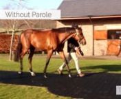 TDN Stallions: Without Parole from stallions