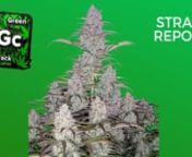 --Intended for the 18 &amp; over---nnSebastian Good tells you all about Fast Buds Green Crack Auto. nnHere is some more info on the Strain: nnAn autoflowering hybrid that packs a punch with 20% THC, making her well suited for fans of potency. Easy to grow and maintain from start to finish, needing only 9-10 weeks from seed to harvest, where she will yield huge amounts of high-quality bud. Her pleasant and uplifting effects combined with her smooth tropical mango flavor make this strain a favorit