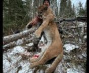 Our last 2 Cougar hunts of the 2021/&#39;22 Alberta Cougar season before heading back to normal life. It was an amazing way to finish our Cat hunting off for this season. An added bonus, we were lucky enough to find an old Monster Tom cat of the 200 lb class category followed up by an amazingly huge old queen.What a cat season for the hound team.