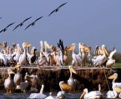 O Parque Nacional de Aves de Djoudj, com 16.000 hectares, está situado no delta do rio Senegal, na parte noroeste do país. Constitui um santuário vital e frágil para um milhão e meio de aves migratórias, vindas da Europa e Norte da Ásia. Pelicanos, flamingos, garças e grous, são algumas das 350 espécies que ali passam o Inverno. Em 1981, passou a ser reconhecido pela UNESCO como Património Mundial.nnnThe Djoudj National Bird Sanctuary covering 16,000 ha, is located in the delta of the