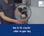 This short video explains how to Fit an Elizabethan Collar to Your Dog, with one of our registered London Vets on hand to show you the best ways to minimise the impact on your pet. nnGoddard Veterinary Group has established a base in and around the heart of London with our practices growing from humble beginnings in 1952. The group now covers 44 branches throughout Greater London with 3 emergency hospitals also in operation. Across the group, we offer some of the most talented veterinary profess