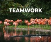 The Smartcompass Herd - Today is the turn for...nnFLAMINGO - DIVERSE TEAMWORKn-Flamingo, smart, charming, rare, balanced, teamwork, strong family bonds, sex equality- nnThey believe in teamwork by living in colonies looking for more effectiveness in their nesting, efficiency in their intake, and protection against predators.nn“Unity is strength. Where there is teamwork and collaboration. Diversity wins. The power of One -Team-”nn#leadership #team #brandculture #brandexperience #branddev