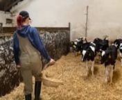 ASMR Pretty Girl Harrow Cleaning Cow Machine Robotic Farm #WithMe Cows Milking Dangerous Farming