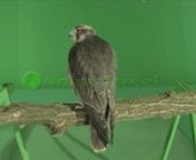 Green screen video of peregrine x lanner hybrid falcon perching on branch facing back looking around. Green Screen Animal Shot on Red Digital Cinema