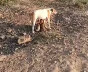 A stray dog feeding its puppies