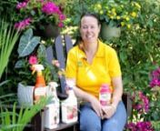 Looking for the perfect plants to place in hot, sunny areas in the garden, deck, porc, patio, or next to the pool? Tropicals plants might just be the solution you&#39;re looking for!. Watch this video with Noelle, Horticulturist, and Education Director with Petitti Garden Centers, to learn more about tropical flowering and foliage plants and how you can be successful with them right here in Northeast Ohio. Some of our favorite tropical plants include Croton, Lantana, Bougainvillea, Elephant Ears (Al
