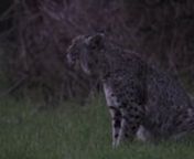 Bobcat - Lynx rufus - malennA very brief clip. It was very, very dark and I could barely see the bobcat but I&#39;m glad I stuck around and turned on the video. For a brief moment the bobcat began calling! The background sound is a rushing stream which was kind of loud but I&#39;m glad the camera picked up the sound of the cat calling. The cat continued down the trail spraying, marking and disappeared into the ravine and began calling again. It was a beautiful way to begin the night. nnIn the literature