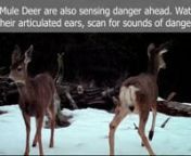 Deer are the primary prey for cougar, and young and injured deer may be the target of bears, wolves, coyotes and even bobcat. In this #WildWednesday we observe several deer using all of their senses to detect potential threats. While humans are not the primary prey of predators, we should still be aware of our surroundings and not hike with earbuds impeding one of our key senses. We should also make noise as predators are naturally wary of humans and tend to avoid people if they can. Unlike deer