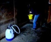 This is the second in a series showing my milking routine with my jersey cow Maya.nnThis shows the