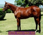 Magic Millions 2022 Gold Coast Yearling Sale - Lot 772 – Shalaa x Bahja bay colt