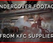 Undercover video reveals the terrifying and painful deaths that chickens face, one by one, for KFC. Watch now!nnPETA&#39;s mission statement is that animals are not ours to experiment on, eat, wear, use for entertainment, or abuse in any other way: https://www.peta.org/about-peta/n nThe website the meat industry doesn&#39;t want you to see: https://www.meat.org/n nHow to go vegan: https://how-to-go-vegan.peta.org/n nPETA Saves: https://spotlight.peta.org/petasaves/n nPETA: https://www.PETA.org/n nFAQs: