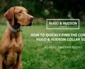 Hugo & Hudson Collar Size Film.mp4 from mp4 film