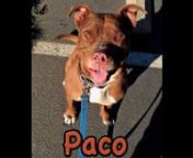 Paco is a big, happy galoot who longs to go exploring with you. He loves to take in the fresh bay breezes and grins with gusto while wriggling on his belly in the grass or trotting alongside you. Paco could also be the snuggliest, perhaps largest couch-potato you&#39;ve ever had -- he doesn&#39;t need a tremendous amount of exercise and would most likely be content with two good walks a day. He can be a pretty strong guy when something catches his interest but when told to &#39;leave it,&#39; will ask if you&#39;re