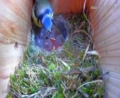 An amateur photographer has captured video from INSIDE a nest - showing the birth and growth of blue tit chicks.&#60;br/&#62;&#60;br/&#62;David Kay, 55, had been curious to see the early stages of a blue tit&#39;s life and built a nest box in his garden for birds to lay their eggs inside - complete with a tiny camera.