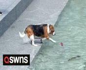 A determined dog called Stella was cheered along as she repeatedly tried to retrieve a floating toy that was stuck in tidal waters. Footage shows beagle-like Stella&#39;s owner encouraging her onto steps leading to the water to retrieve a toy that&#39;s floating just out of reach.A large audience of onlookers quickly gathered on the waterfront in Halifax, Canada, and cheered her on with &#92;