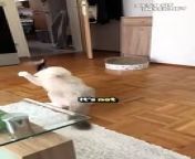 Get ready for a side-splitting laugh attack with this incredible video of a cat&#39;s epic fail! Witness the hilarious pursuit of a feathery foe as this determined feline goes to extreme lengths (literally!) to capture his prize. Prepare for uncontrollable laughter at his acrobatic attempts, but don&#39;t worry, this purrfectly clumsy kitty is completely okay!&#60;br/&#62;&#60;br/&#62;This video is a reminder that even the most graceful hunters can have a hilarious misstep. It&#39;s a must-see video for all cat lovers, anyone who enjoys a good dose of laugh-out-loud humor, and those who appreciate the unpredictable antics of our feline friends. Don&#39;t miss this incredible journey through feline acrobatics (and a soft landing! ;) ) in this unforgettable video!&#60;br/&#62;&#60;br/&#62;Video ID: WGA407825&#60;br/&#62;&#60;br/&#62;#catfails #funnycats #purrfectlyclumsy #catlovers #felinefriend #laughoutloud #epicfail #adorable #viralvideo #incredible #catsofinstagram #funnycat #catfails #animalantics