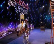 This Florida family and their dogs head to the ranch in this adorable performance.