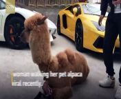Videos of a woman walking with her pet alpaca in northeast China’s Dalian city have gone viral recently.
