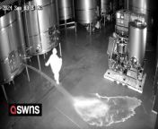 A man poured away more than £2M worth of luxury wine during a break-in.&#60;br/&#62;&#60;br/&#62;CCTV footage shows a hooded figure slipping between the tanks at a Spanish winery and releasing 60,000 litres of two of the company&#39;s most expensive wines. &#60;br/&#62;&#60;br/&#62;During the break in, which took place around 3:30am on February 18, the intruder opened five tanks at Cepa 21&#39;s facility in Castrillo del Duero, Spain.&#60;br/&#62;&#60;br/&#62;The wines, Horcajo and Malabrigo, retail for around £80 and £35 a bottle, respectively, and the equivalent of 80,000 bottles were lost.&#60;br/&#62;&#60;br/&#62;The total cost of the wine lost was given as £2,14 million (€2.5million).&#60;br/&#62;&#60;br/&#62;Representatives of the winery have speculated that the perpetrator knew the building as he was able to navigate the premises easily in the dark. &#60;br/&#62;&#60;br/&#62;They have also said that the tanks that were emptied were not easy to open, which seems to indicate knowledge of winemaking.&#60;br/&#62;&#60;br/&#62;Police continue to investigate the incident.